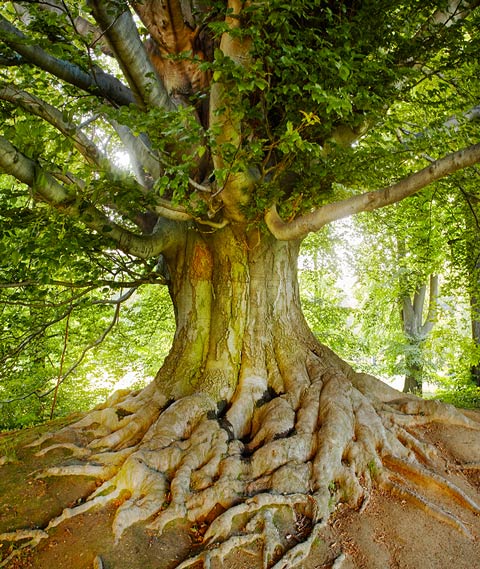 Secretaria que representa la presentación de la empresa, con naturaleza, idiomas y diversión
